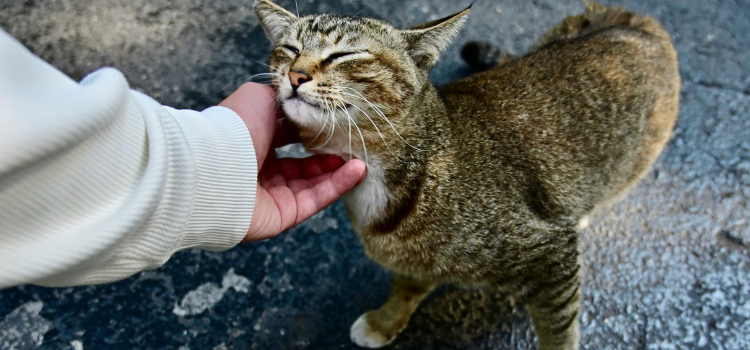 Clicker Training for Cats? Yes, It’s Possible (and Fun!) | PetTrain360
